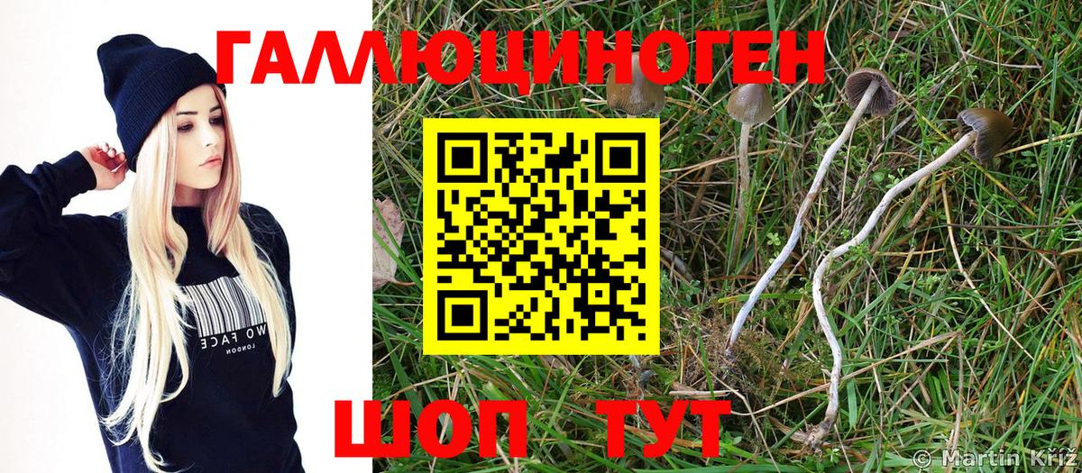 Псилоцибиновые грибы Cubensis Ишим